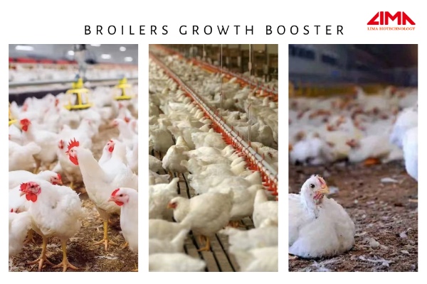 broiler growth booster